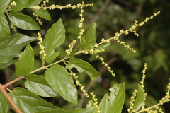 Sageretia filiformis